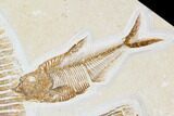 Fossil Fish (Phareodus) With Diplomystus - Wyoming #107468-2